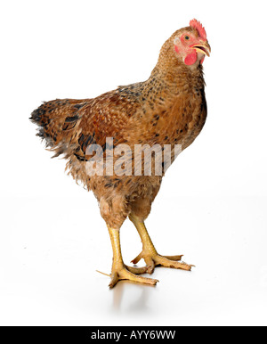 Live pollo rosso Foto Stock