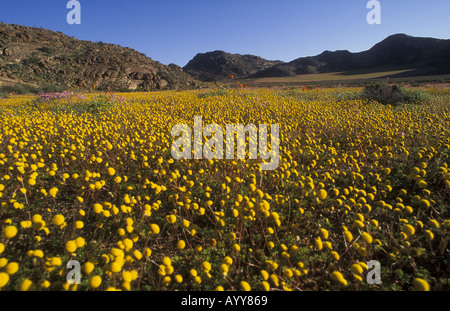 Bellissimi fiori di primavera in Namaqualand Sud Africa Foto Stock