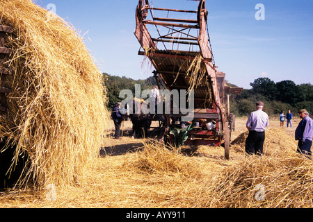 Trebbiatura tradizionale lungo la paglia di mais per ricoprendo di paglia in una fattoria a Bury St Edmunds Foto Stock