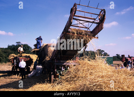 Trebbiatura tradizionale lungo la paglia di mais per ricoprendo di paglia in una fattoria a Bury St Edmunds Foto Stock