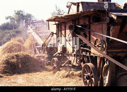 Trebbiatura tradizionale lungo la paglia di mais per ricoprendo di paglia in una fattoria a Bury St Edmunds Foto Stock