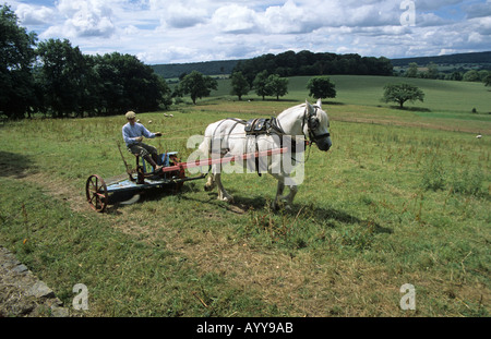 Fienagione alla vecchia maniera con cavallo e falciatrice a Acton Scott una fattoria Museo in Shropshire Foto Stock