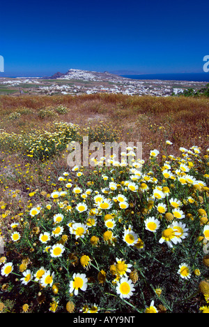 Il paesaggio dell'isola di Margherita fiori sul pendio di una collina che si affaccia sul Mare Egeo rurali in Grecia Santorini Foto Stock