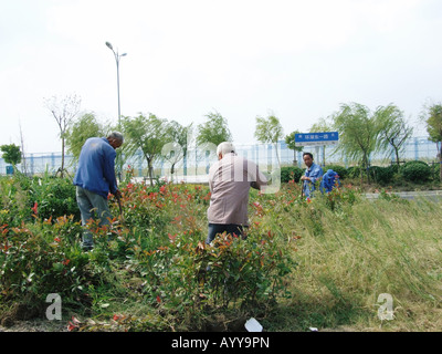 Un gruppo di giardinieri Lingang nuova città vicino a Shanghai in Cina Foto Stock