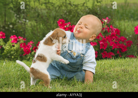 Piccolo Ragazzo e Jack Russell Terrier sul prato Foto Stock