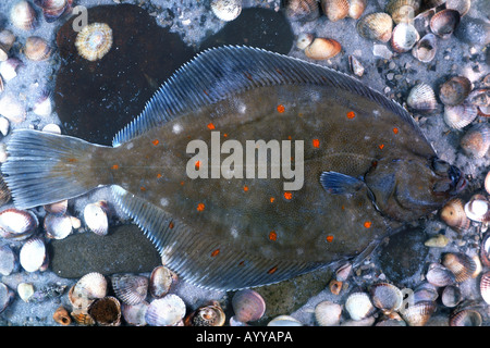 La Passera di mare, passera di mare (Pleuronectes platessus), al seabottom, capovolto Foto Stock