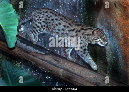 La pesca cat, yu mao (Prionailurus viverrinus, Felis viverrinus), camminando su un trunk Foto Stock