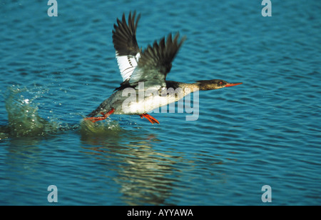 Red-breasted merganser (Mergus serrator), maschio, volare Foto Stock