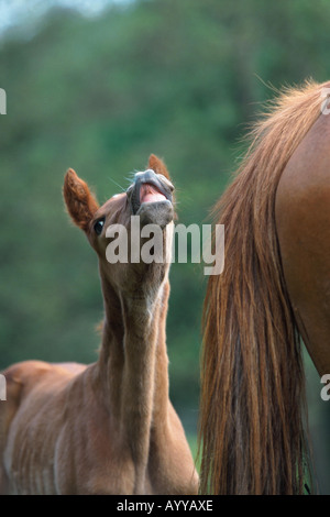 American Saddlebred horse (Equus przewalskii f. caballus), puledro, labbro curling Foto Stock