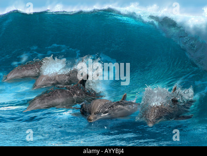 Bottlenosed dolphin, comune bottiglia di delfini dal naso (Tursiops truncatus), cinque persone affiancate, nuoto, con onda in th Foto Stock