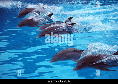 Bottlenosed dolphin, comune bottiglia di delfini dal naso (Tursiops truncatus), sei individui affiancati, nuoto, con onda in Foto Stock