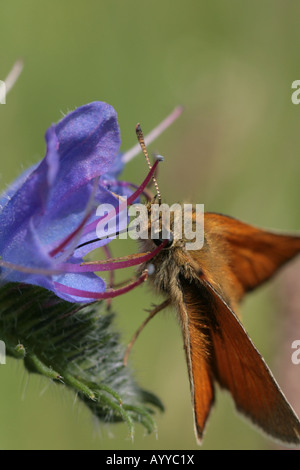 Piccola skipper butterfly alimentazione su un vipere bugloss fiore Foto Stock