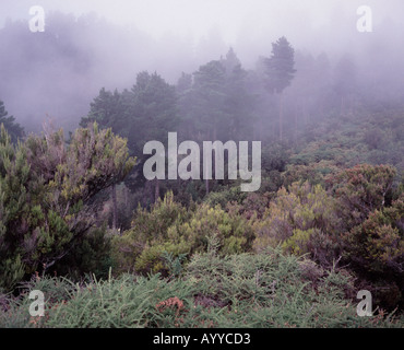 Atomizzata ricoperto di alberi nel Parco Nazionale di Garajonay La Gomera Canarie Spagna Foto Stock