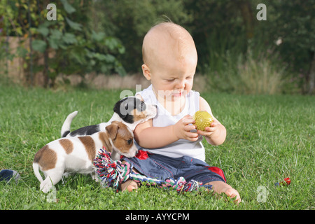 Piccolo Ragazzo con due Jack Russell Terrier cuccioli sul prato Foto Stock