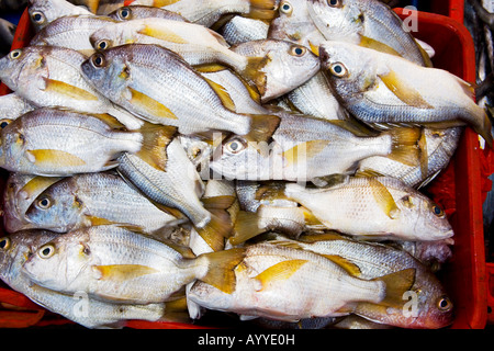 Pesce il mercato del pesce a Città di Panama Panama Foto Stock