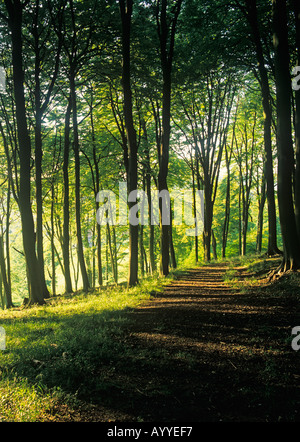Foresta di faggio Chilterns Buckinghamshire tarda estate Foto Stock