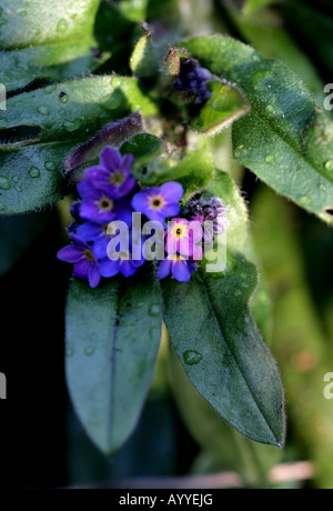 NON DIMENTICARMI (Myosotis arvensis) Foto Stock