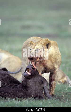 Lion (Panthera leo), leonessa leccare su ucciso africana di Buffalo, Kenya Foto Stock