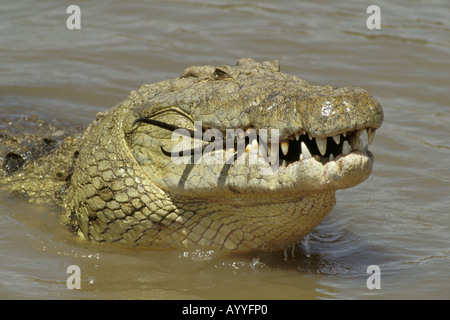 Coccodrillo del Nilo (Crocodylus niloticus), ritratto, palchi di Grant Gazelle il bloccaggio al di fuori della bocca, Kenia Masai Mara Wildlife rese Foto Stock