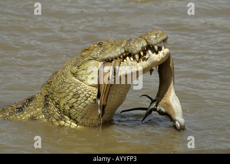 Coccodrillo del Nilo (Crocodylus niloticus), con la testa di un ucciso Grant Gazelle in bocca, Kenia Masai Mara riserva faunistica Foto Stock