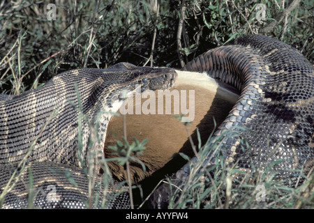 Python africani, acqua python, African rock (Python Python sebae), si nutrono di impala, Kenya, Nairobi NP Foto Stock