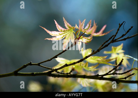 Acer palmatum higasayama. Un giovane giapponese acero foglie in primavera. Regno Unito Foto Stock
