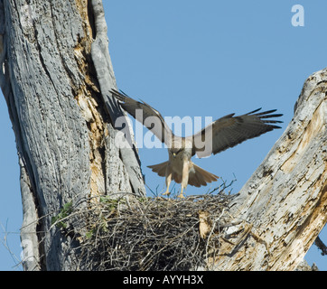 Red tailed Hawk Buteo jamaicensis Arizona USA Foto Stock