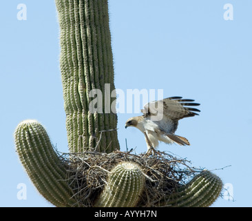 Red tailed Hawk Buteo jamaicensis Arizona USA Foto Stock