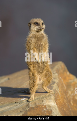 Un meerkat (suricata suricatta) mantenendo watch Foto Stock