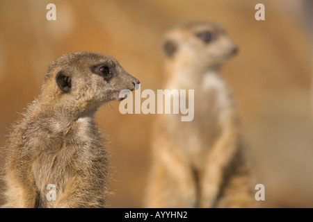 Due meerkats (suricata suricatta) mantenendo watch Foto Stock