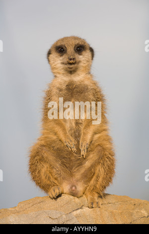 Un meerkat (suricata suricatta) mantenendo watch Foto Stock