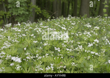 Sweet woodruff (Galium odoratum), fioritura Foto Stock