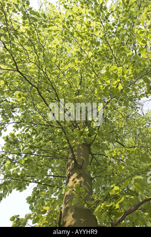 Comune di faggio (Fagus sylvatica), Giovani foglie in primavera Foto Stock