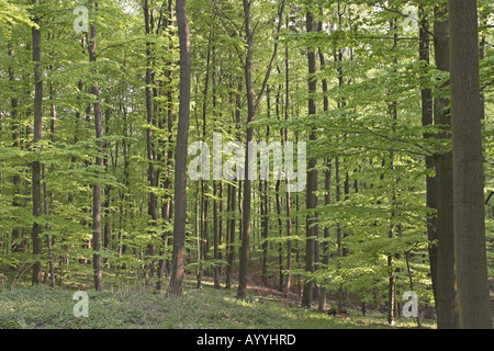 Comune di faggio (Fagus sylvatica), Giovani foglie in primavera Foto Stock