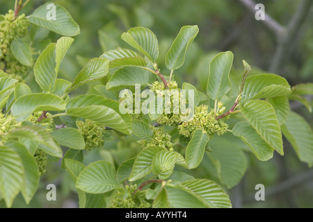Alpine (frangola Rhamnus alpinus, Rhamnus alpina), fioritura, Germania Foto Stock