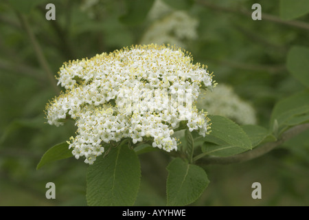 Wayfaring-tree (Viburnum lantana), infiorescenza Foto Stock