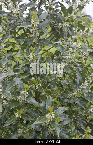 Agrifoglio comune, inglese holly (Ilex aquifolium), fioritura Foto Stock