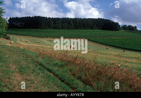 Grands Crus di lunga distanza sentiero (GR7) attraverso vigneti e campi di fieno di Marey les Fussey, Nuits St Georges, Borgogna Foto Stock