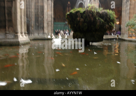 Das Gotische Viertel Barrí Gòtic Hinterhof backyard Teich frazione piscina Gans oca goldfis Goldfisch Foto Stock