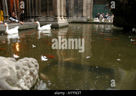 Das Gotische Viertel Barrí Gòtic Hinterhof backyard Teich frazione piscina Gans goose Goldfisch goldfish Foto Stock