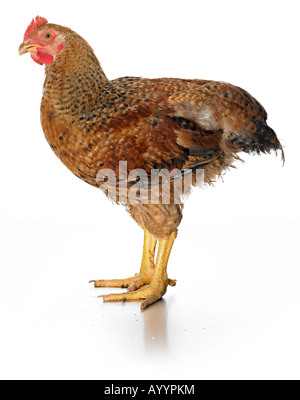 Live pollo rosso Foto Stock