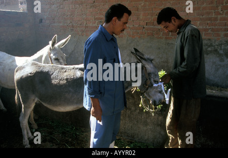 Brooke ospedale per animali HQ del Cairo in Egitto Foto Stock