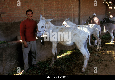 Brooke ospedale per animali, HQ del Cairo, Egitto. Foto Stock