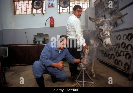 Brooke ospedale per animali HQ Cairo Egitto ferratura di asino Foto Stock