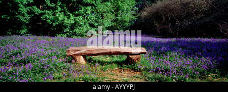 Blue Bells Norfolk Inghilterra Foto Stock