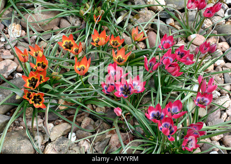 TULIPA piccola bellezza ROSA E T piccola principessa Foto Stock