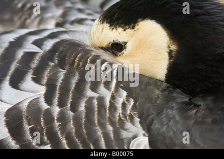 Barnacle goose, Branta leucopsis Foto Stock