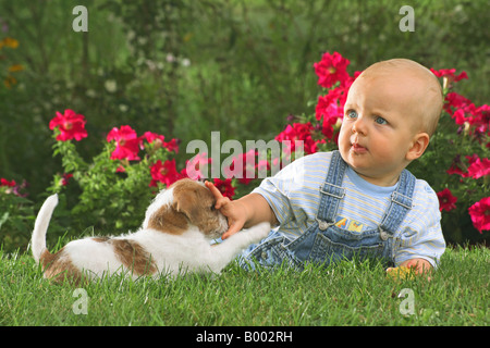 Piccolo Ragazzo e Jack Russell Terrier sul prato Foto Stock