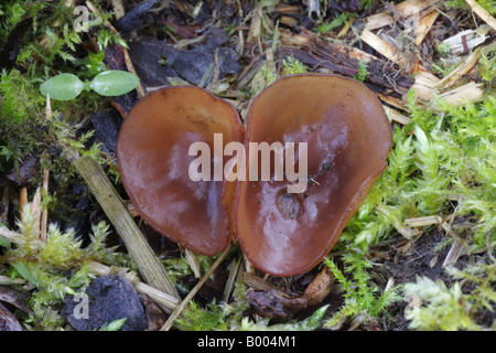 Anemone Cup - Dumontinia tuberosa Foto Stock