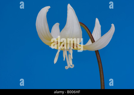 Studio shot di erythronium californicum bellezza bianco con uno sfondo blu. Foto Stock